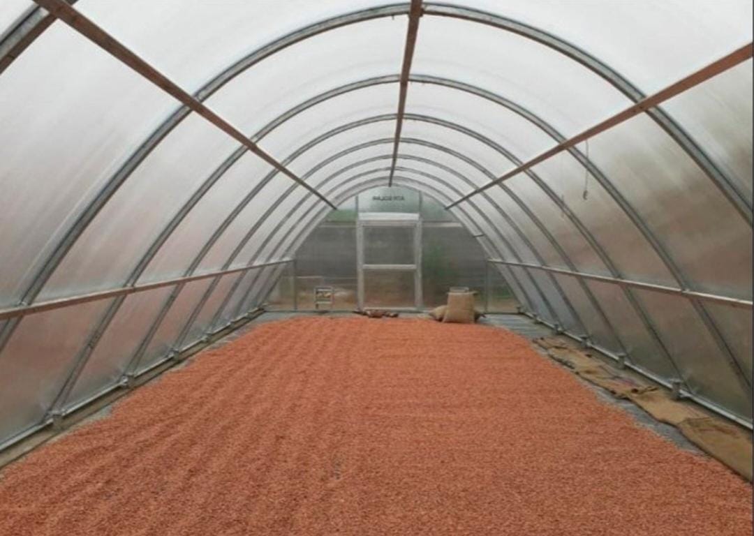 Solar Greenhouse Dryer